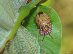 Antiteuchus
