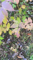 Xanthorhiza simplicissima