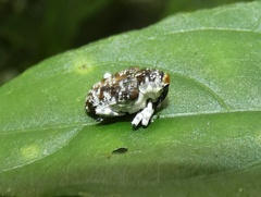 Peridinetus irroratus