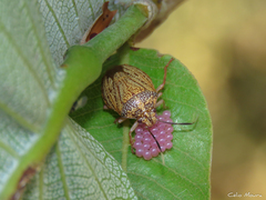 Antiteuchus