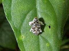 Peridinetus irroratus