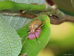 Antiteuchus