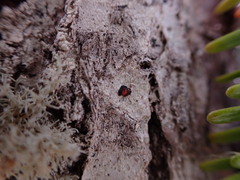 Mycoblastus sanguinarius