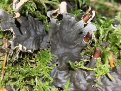 Peltigera membranacea