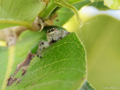 Megafreya sutrix
