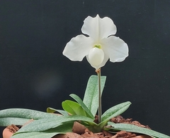Paphiopedilum