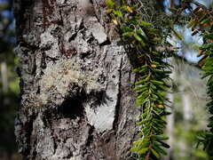 Mycoblastus sanguinarius