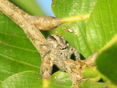 Megafreya sutrix