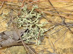 Cladonia leporina