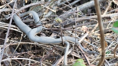 Regina septemvittata