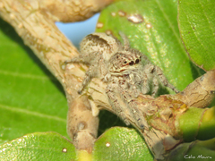 Megafreya sutrix