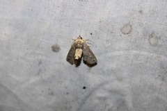 Paectes abrostoloides