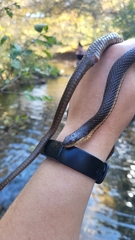 Regina septemvittata