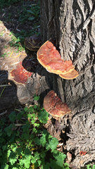 Ganoderma sessile