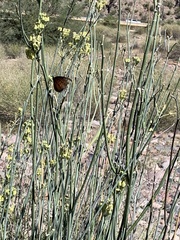 Asclepias subulata