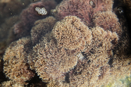 Image of Jania verrucosa by (c) Saryu Mae 前 朝琉, some rights reserved (CC BY)