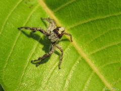 Megafreya sutrix