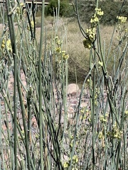 Asclepias subulata