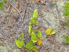 Smilax pumila