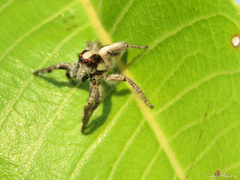 Megafreya sutrix