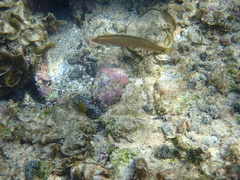 Halichoeres dispilus