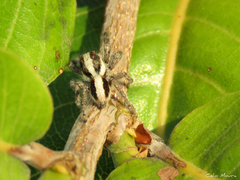 Megafreya sutrix