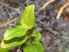 Smilax pumila