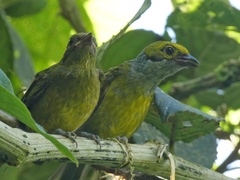 Tangara icterocephala