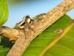 Megafreya sutrix