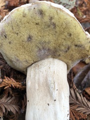 Boletus barrowsii
