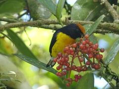 Euphonia anneae