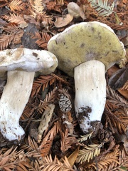 Boletus barrowsii
