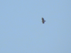 Neophron percnopterus