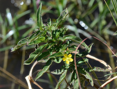 Ludwigia