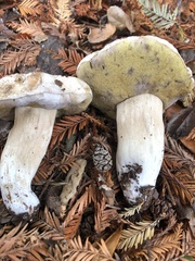 Boletus barrowsii