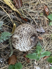 Chlorophyllum