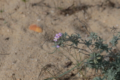 Malcolmia littorea