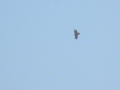 Neophron percnopterus