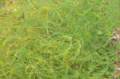 Asparagus officinalis