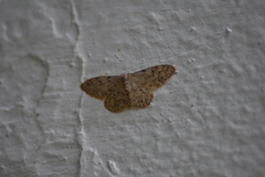 Idaea cervantaria