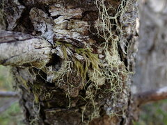 Hypnum circinale