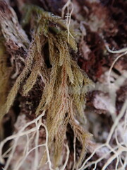Hypnum circinale