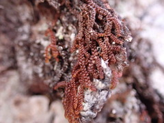 Frullania nisquallensis