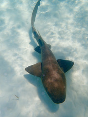 Ginglymostoma cirratum