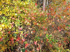 Aronia mitschurinii
