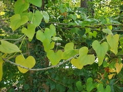 Dioscorea polystachya