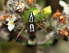 Oxyopes lineatus