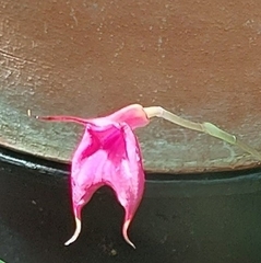 Masdevallia barlaeana