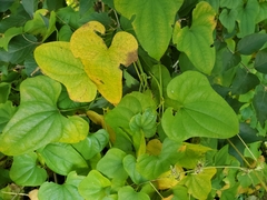 Dioscorea polystachya