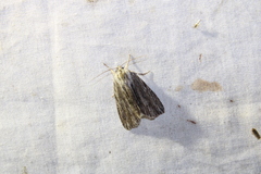 Acronicta lithospila